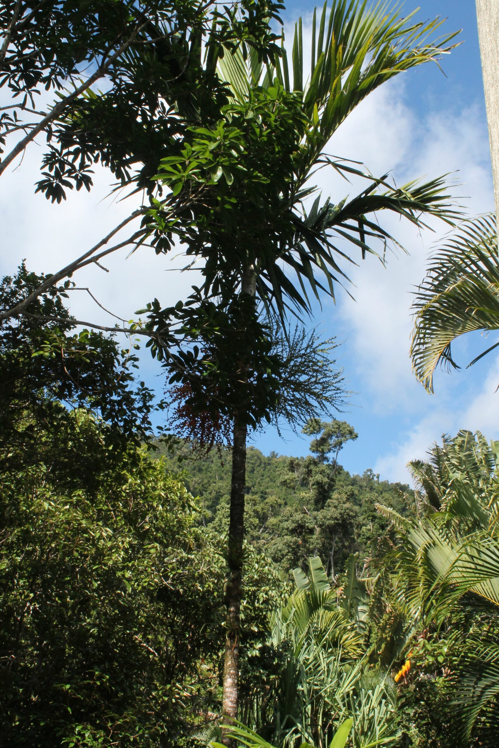 Whitsundays Rainforest Retreat