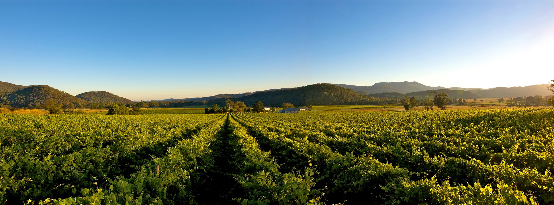 King Valley and Milawa Wine Tour (Private tour)