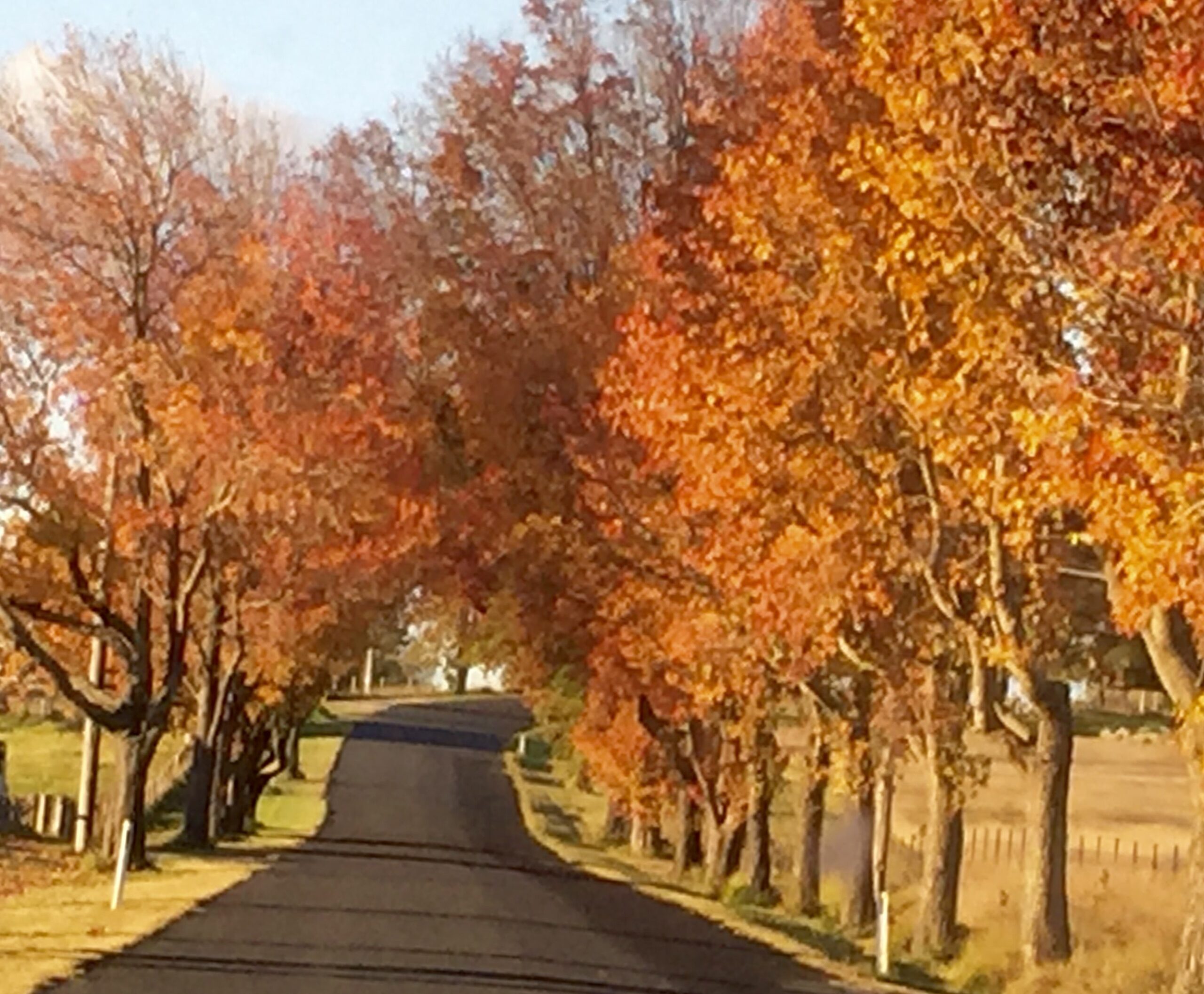 Tenterfield Cottage Holiday House