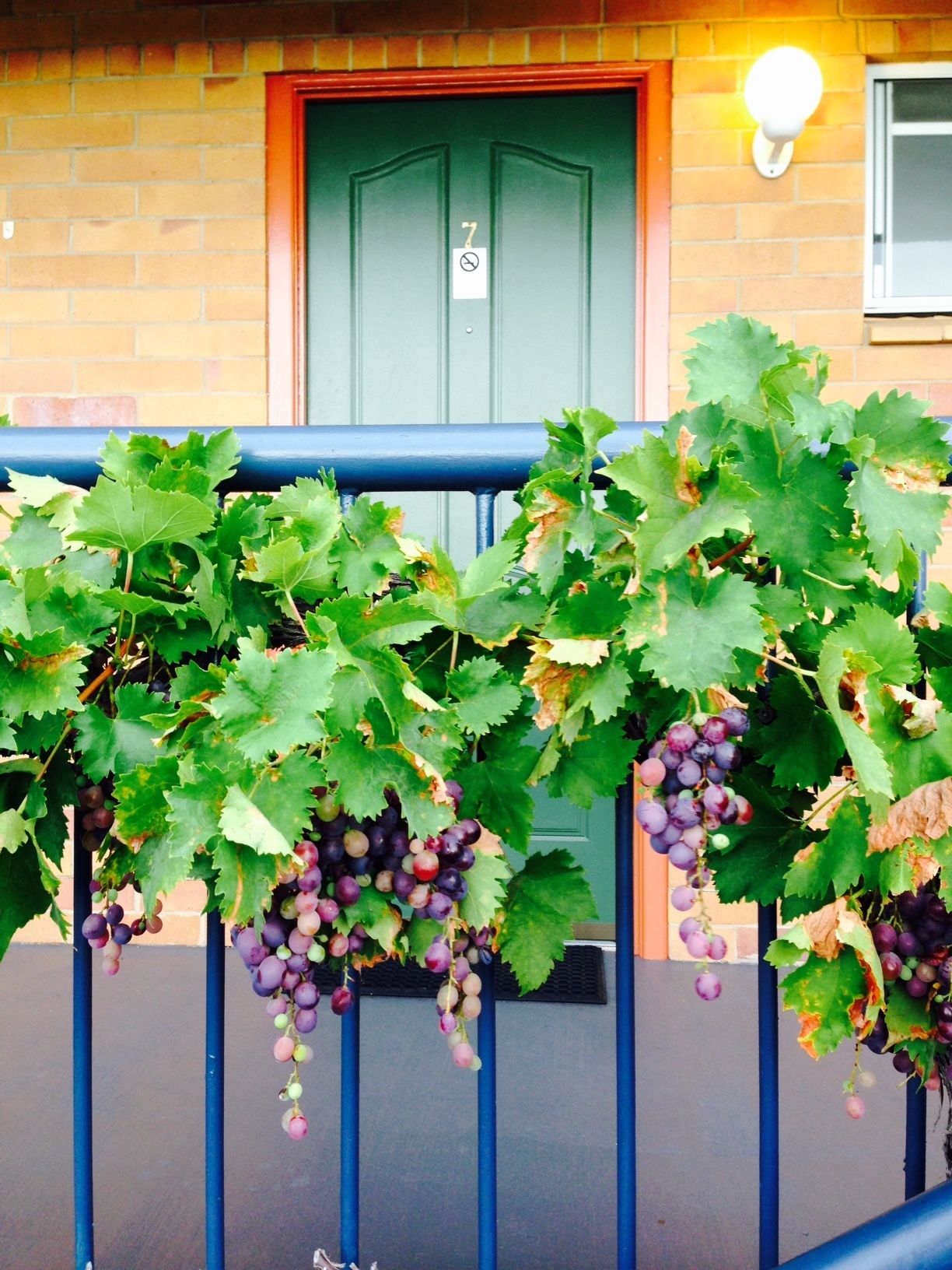 The Vines Motel and Cottages