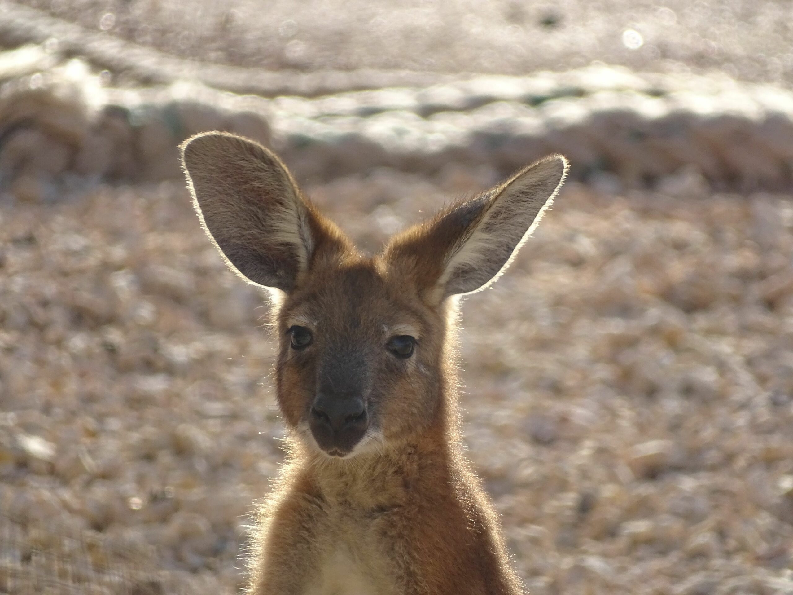 On the Deck @ Shark Bay