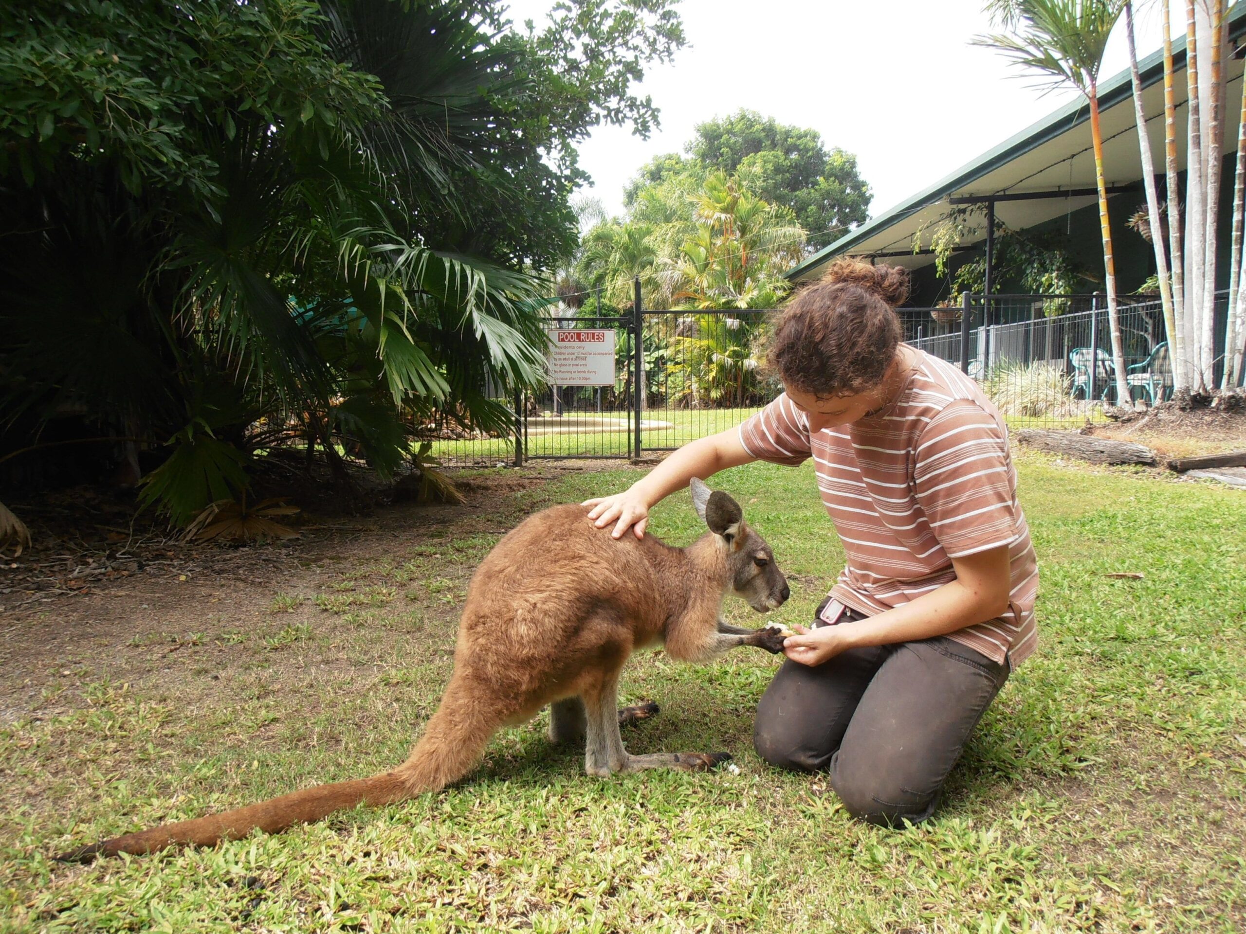 Daintree Wild Zoo & Bed and Breakfast