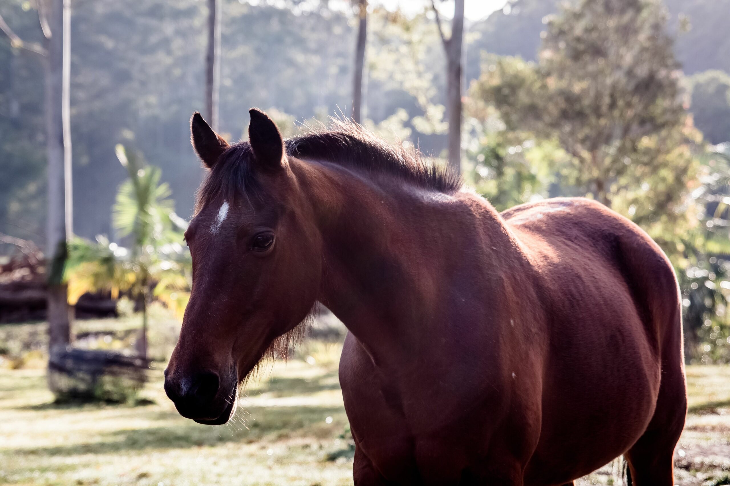 Catch Your Breath. A Rural Getaway Only 5 Mins to the Beach