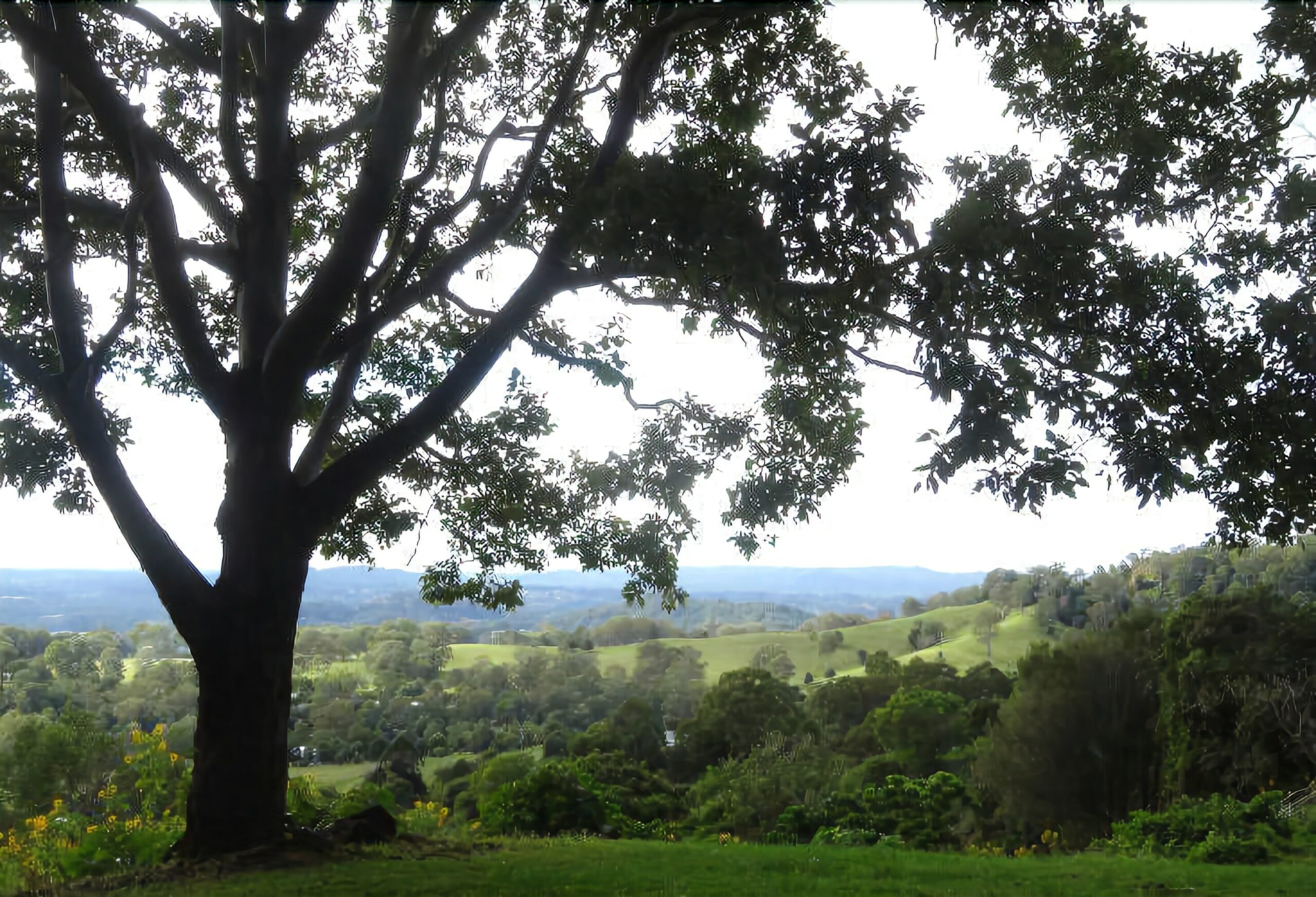 Treetops Accommodation Montville