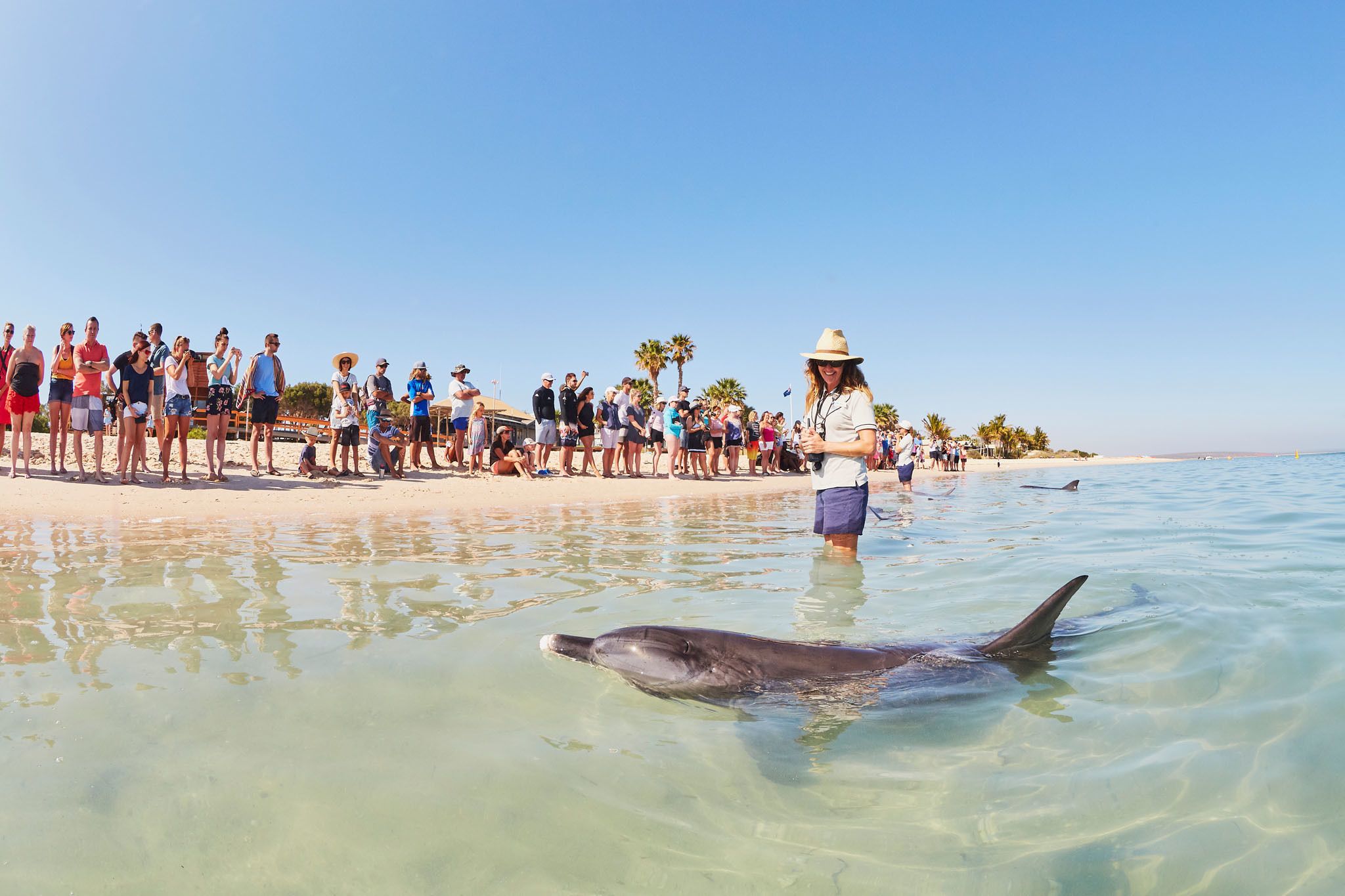 RAC Monkey Mia Dolphin Resort
