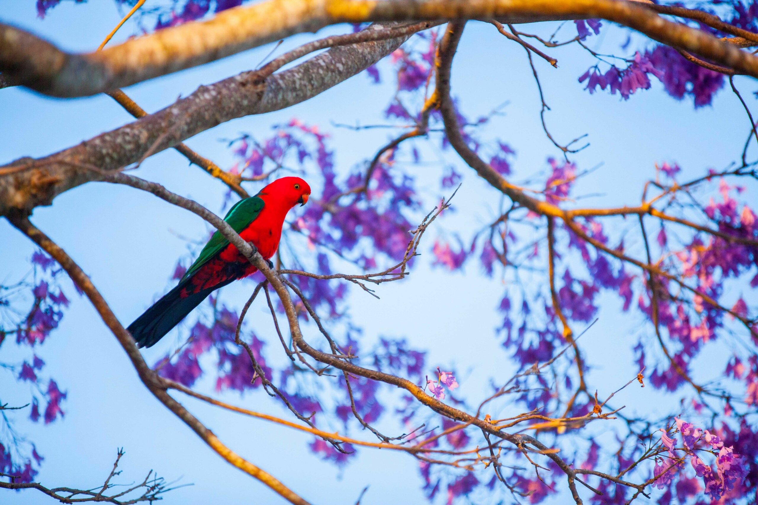 Tamborine Mountain Bed and Breakfast