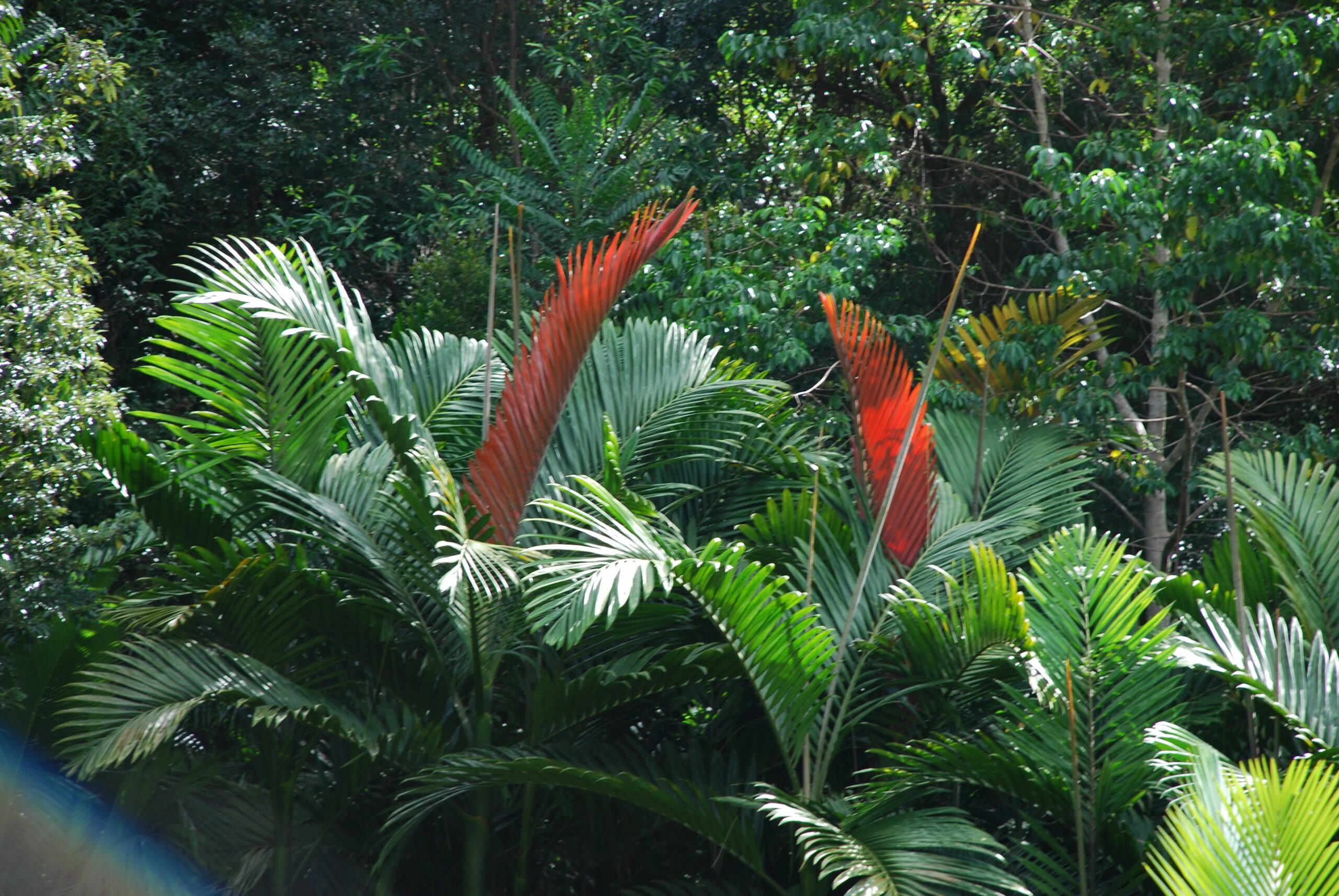 Mt Warning Rainforest Retreat