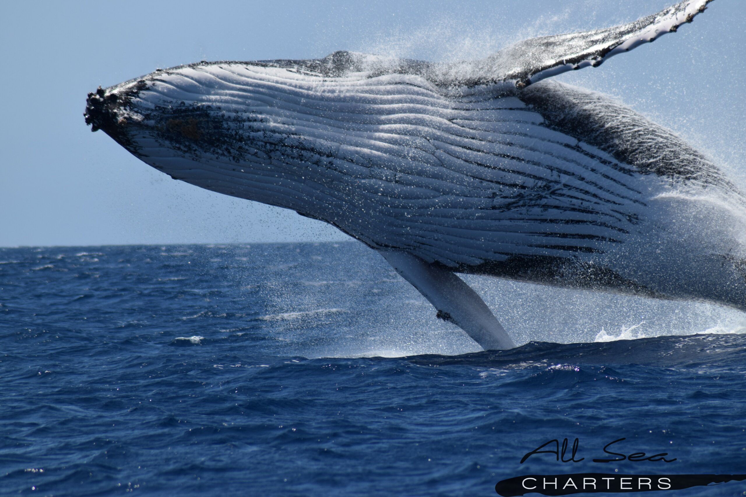 Busselton Whale Watching