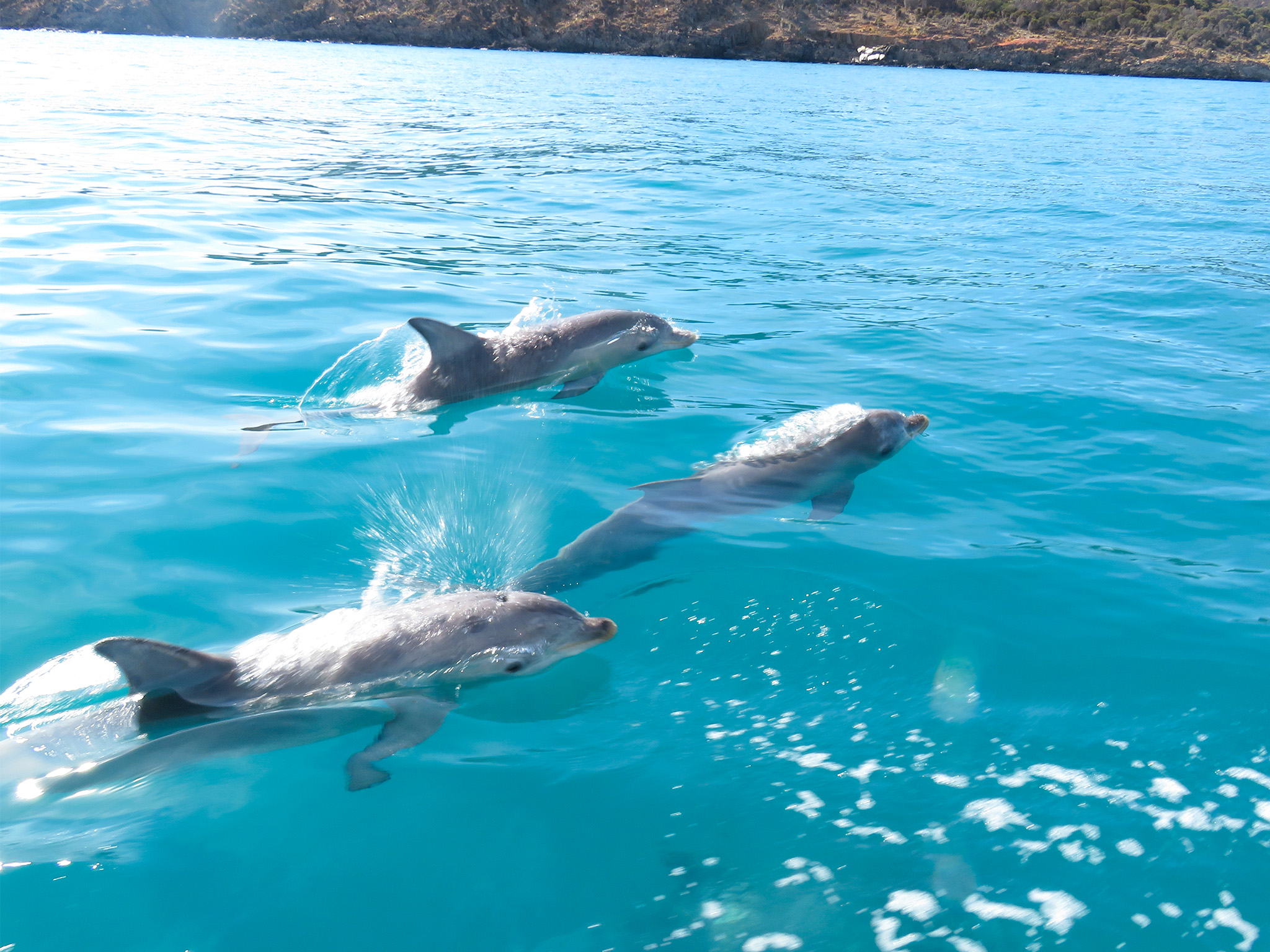 Kangaroo Island Ocean Safari - 2 hour SWIM with dolphin / seal / coastal snorkelling