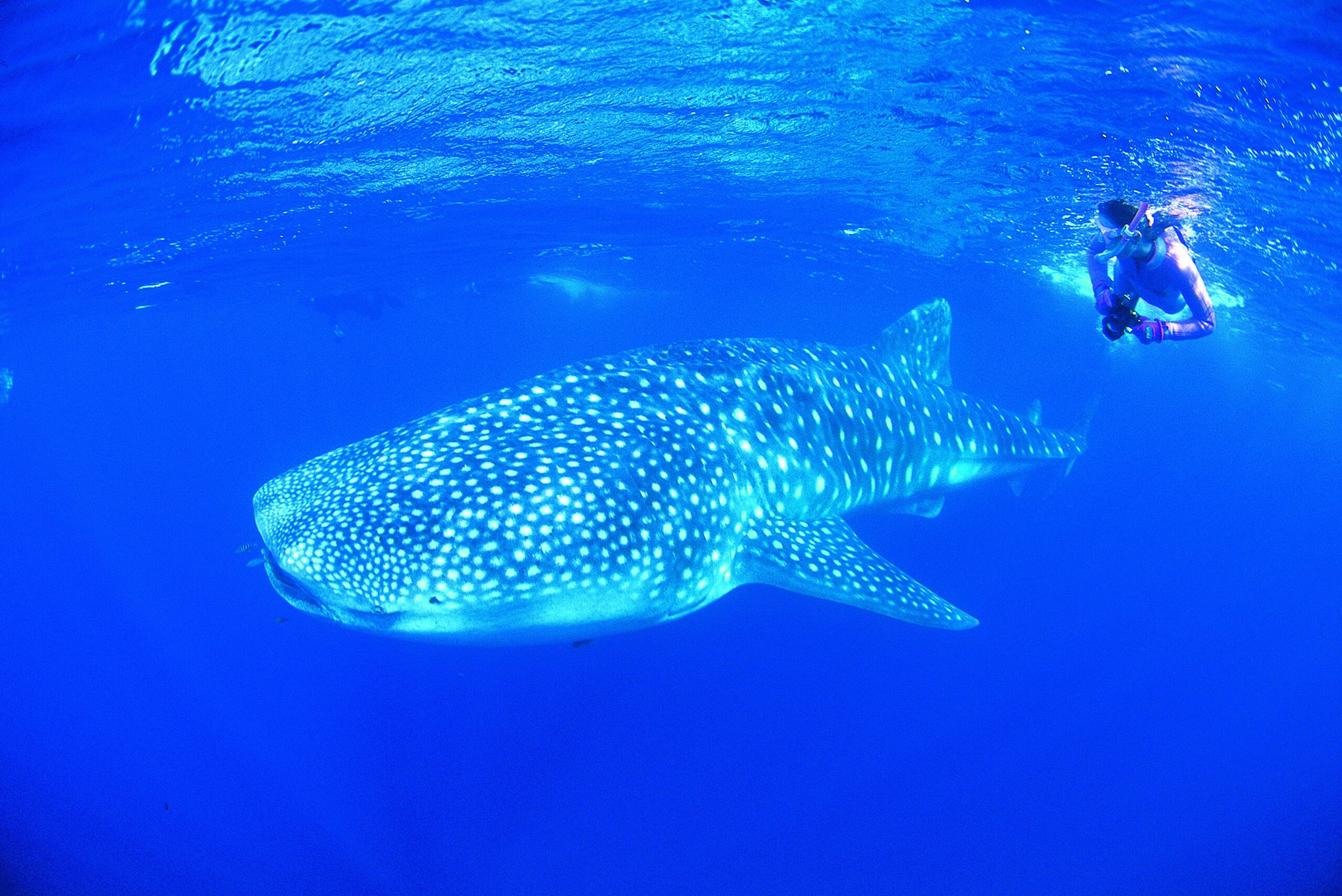 Ningaloo Reef Resort