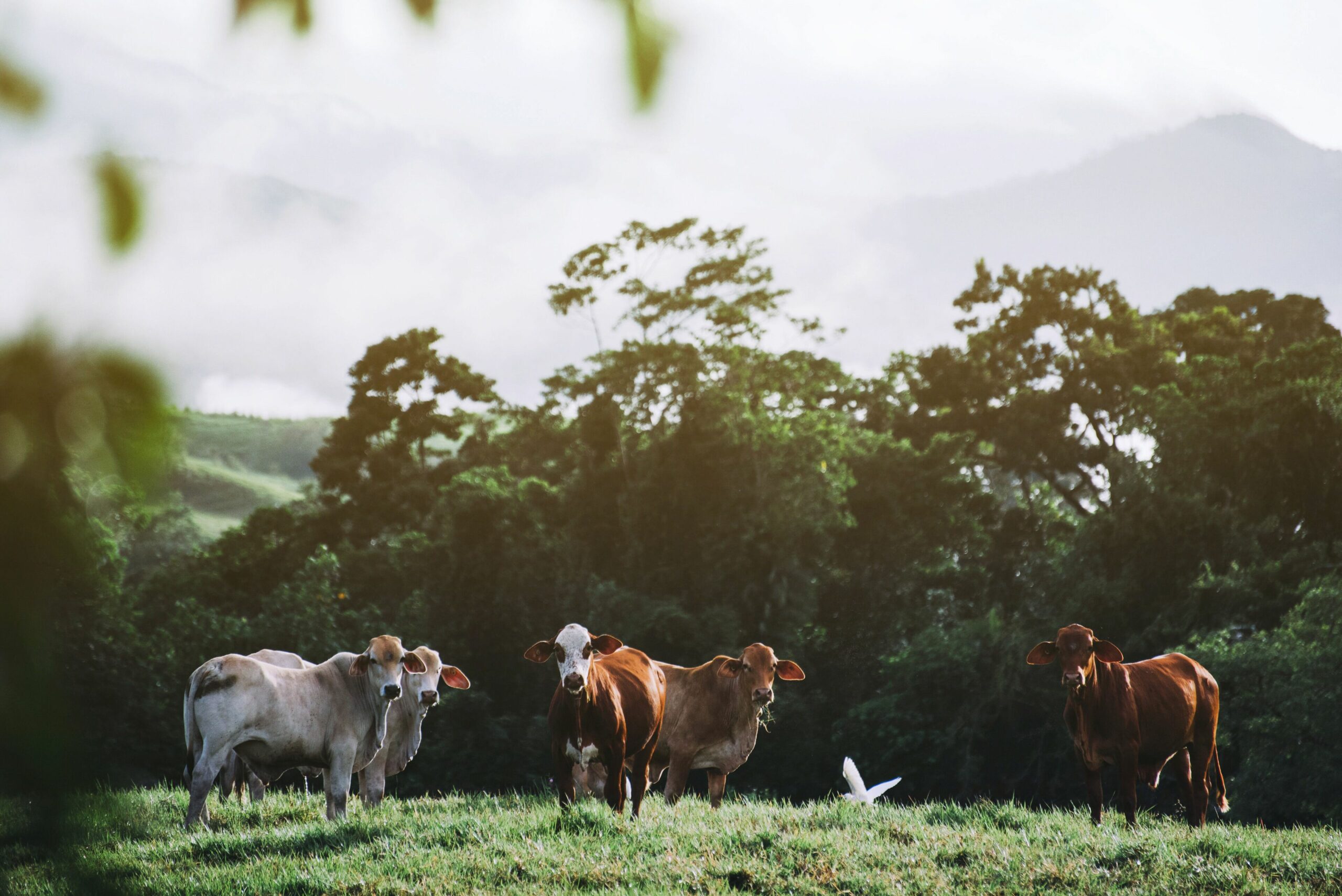 Daintree Ecolodge