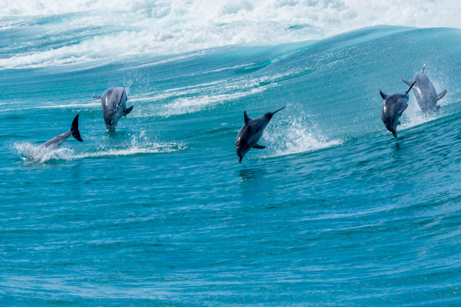 Busselton Jetty, Train Ride & Dolphin Discovery