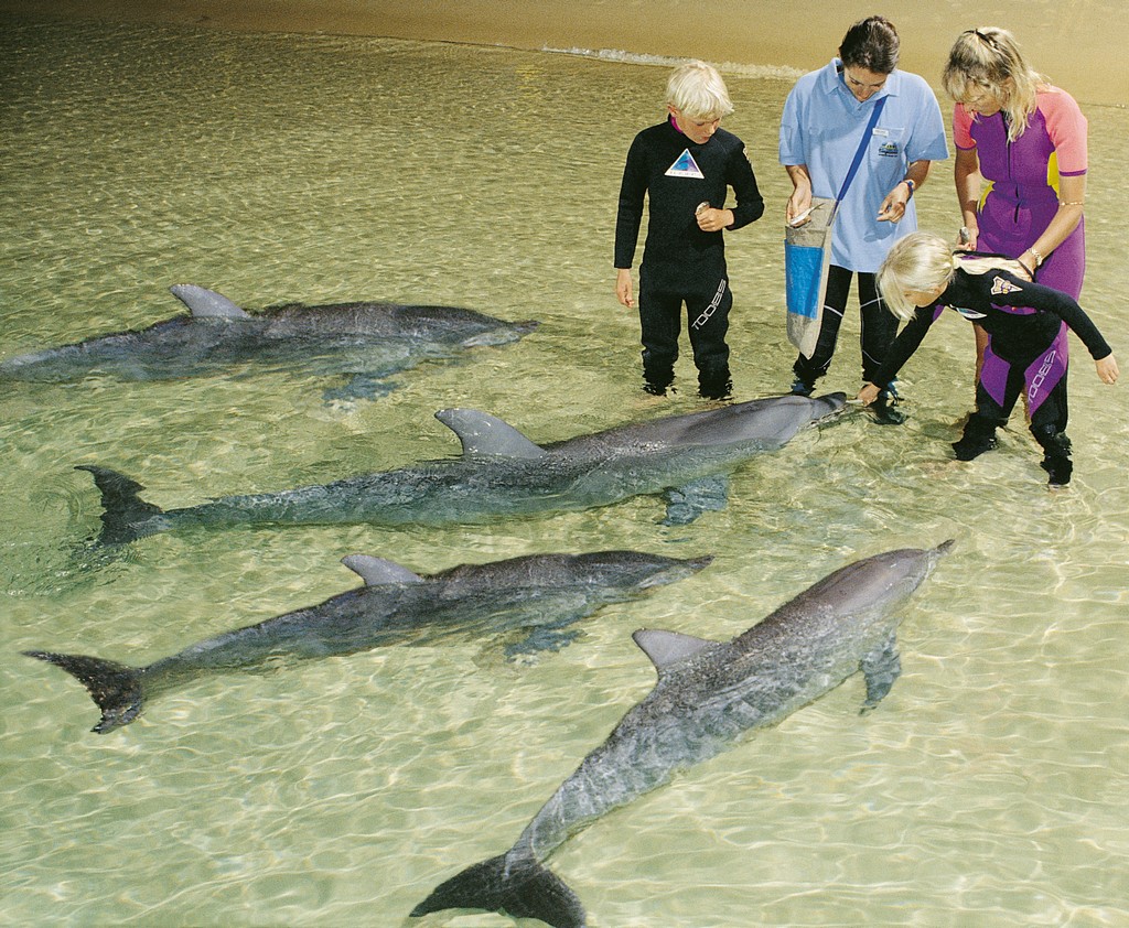 Tangalooma 2 Day Island Wild Dolphin Resort & Eco tour