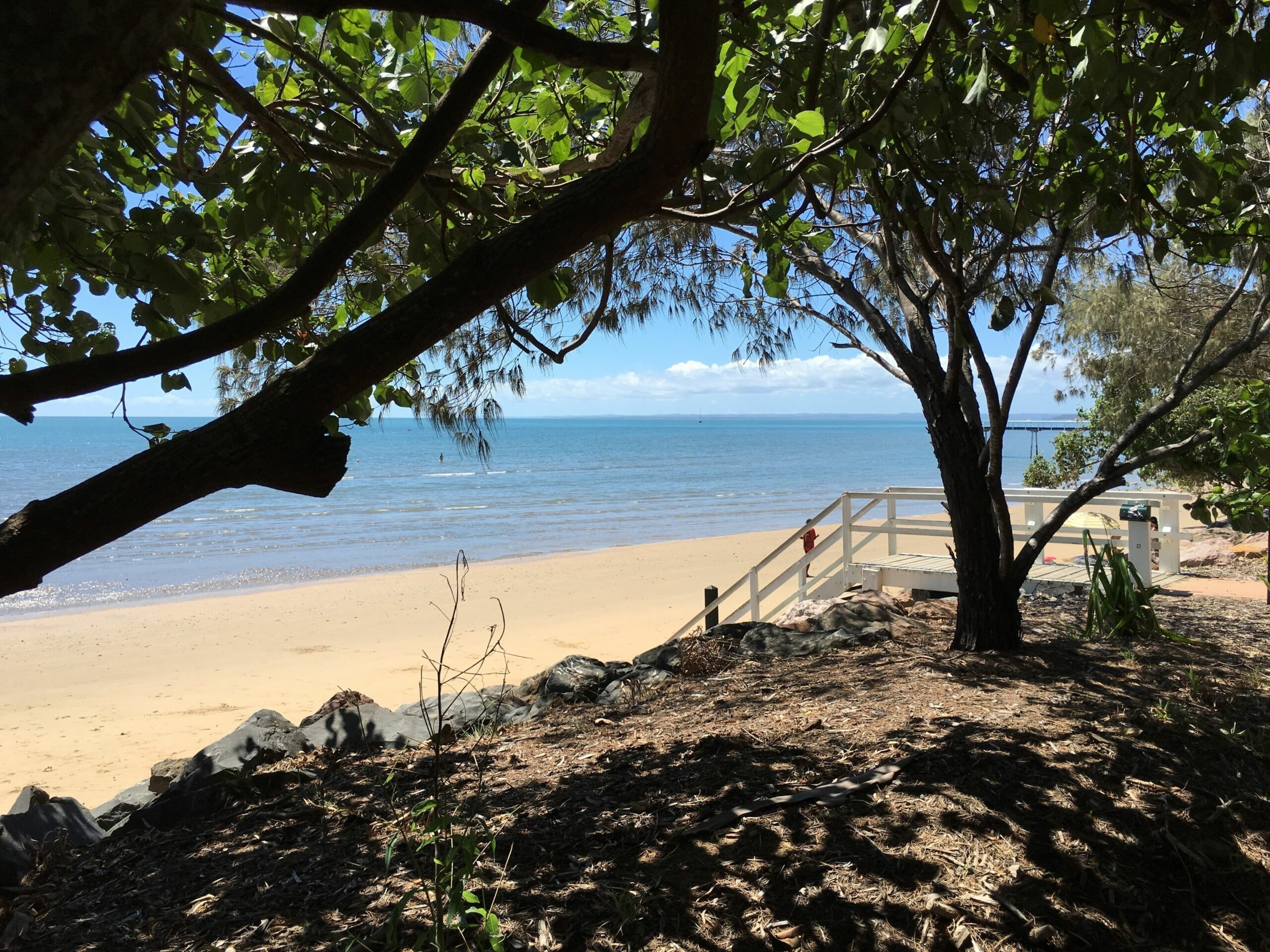 Coconut Palms On The Bay