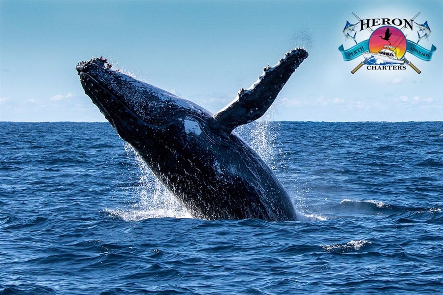 2-3 Hr Whale Watching Tour