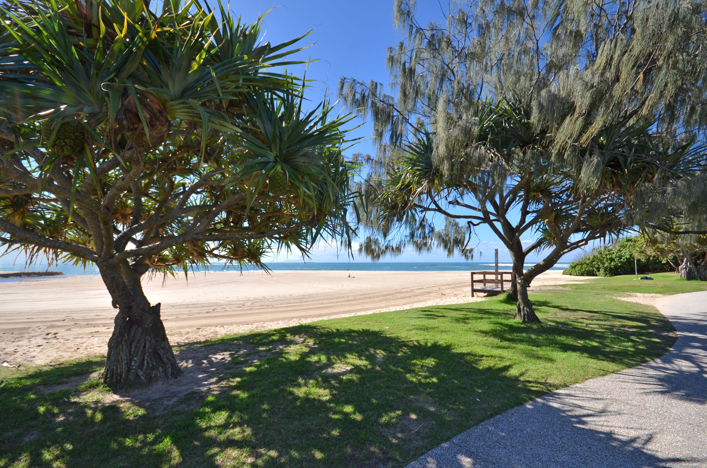 Raintrees on Moffat Beach