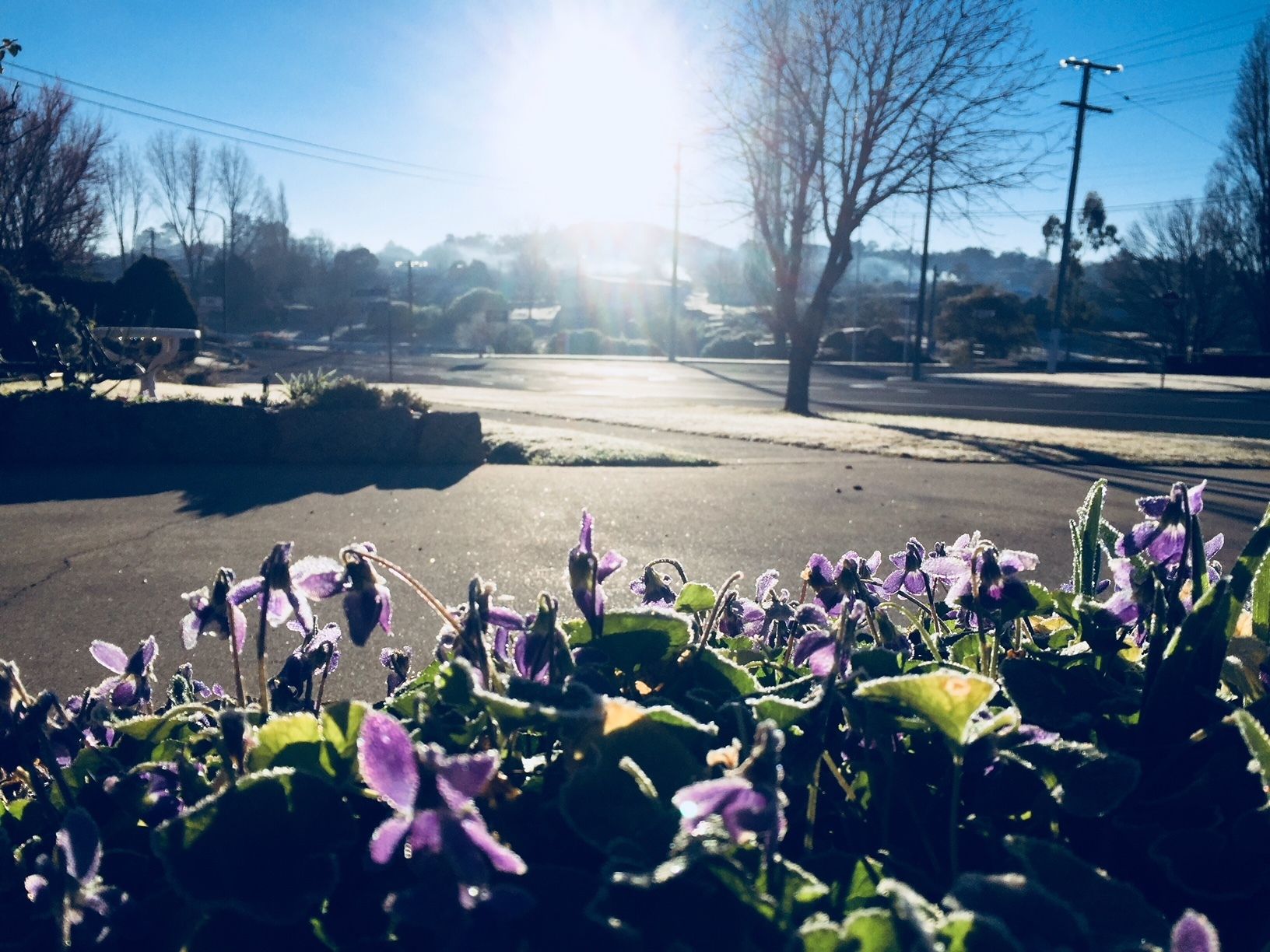 The Vines Motel and Cottages