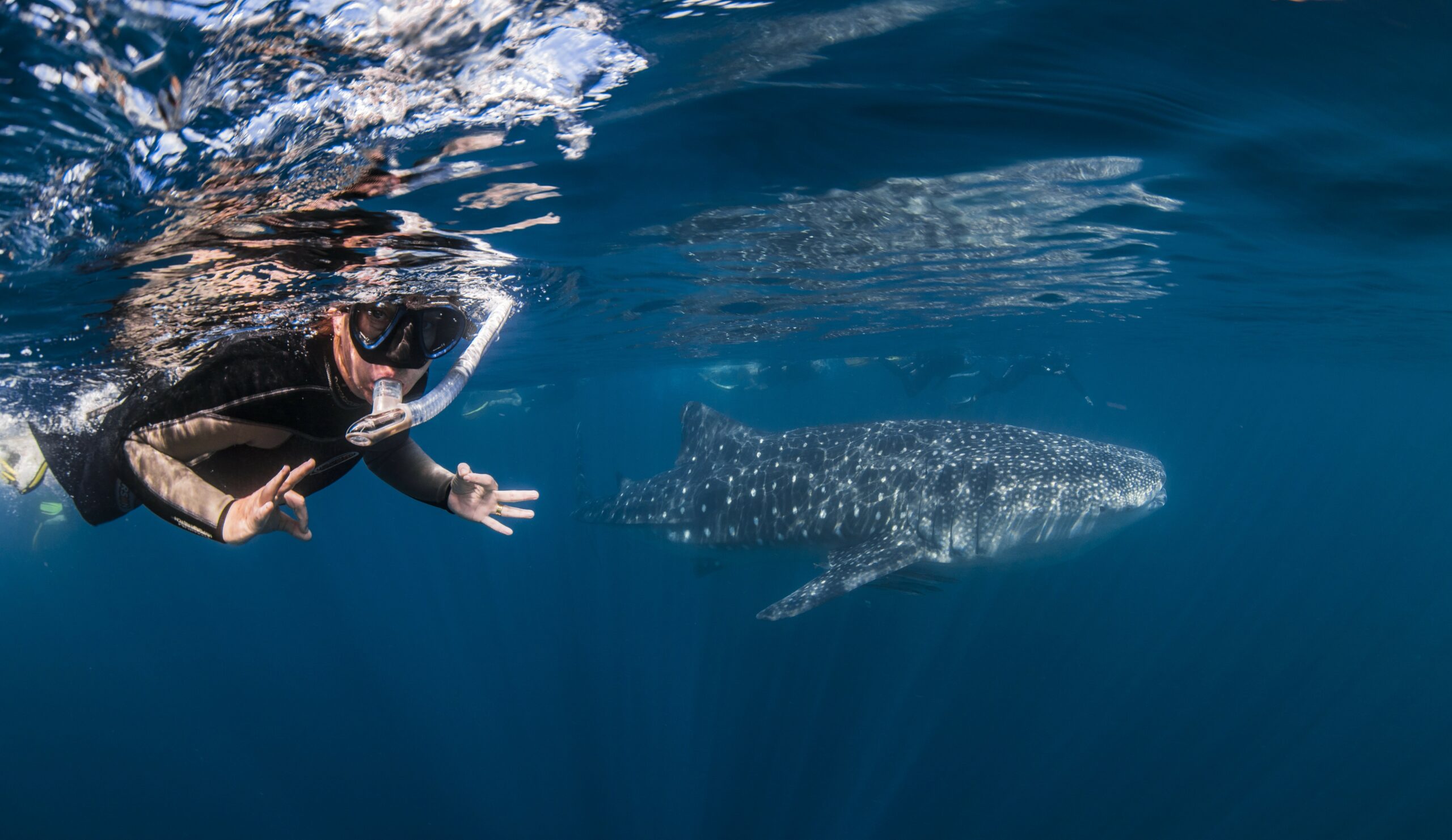 Deluxe Whaleshark Swim Tour aboard Blue Strike            (2 of 2 Boats Available).