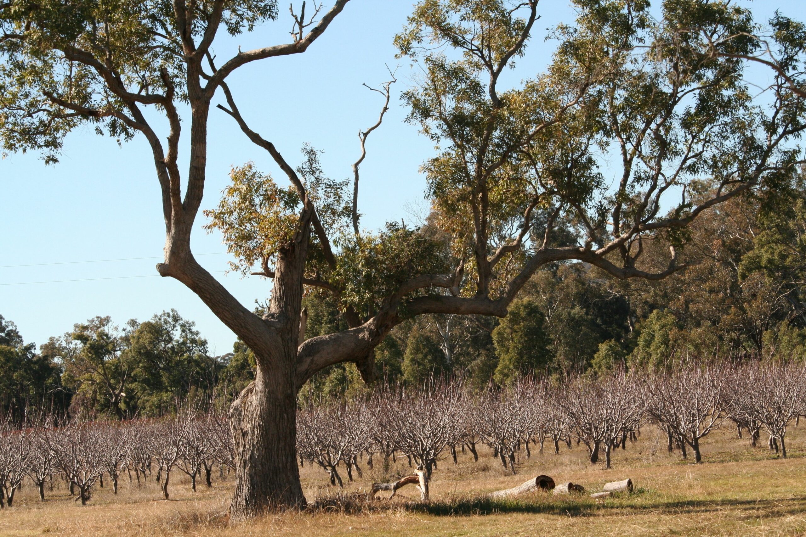 The Farmhouse at Blue Wren Wines