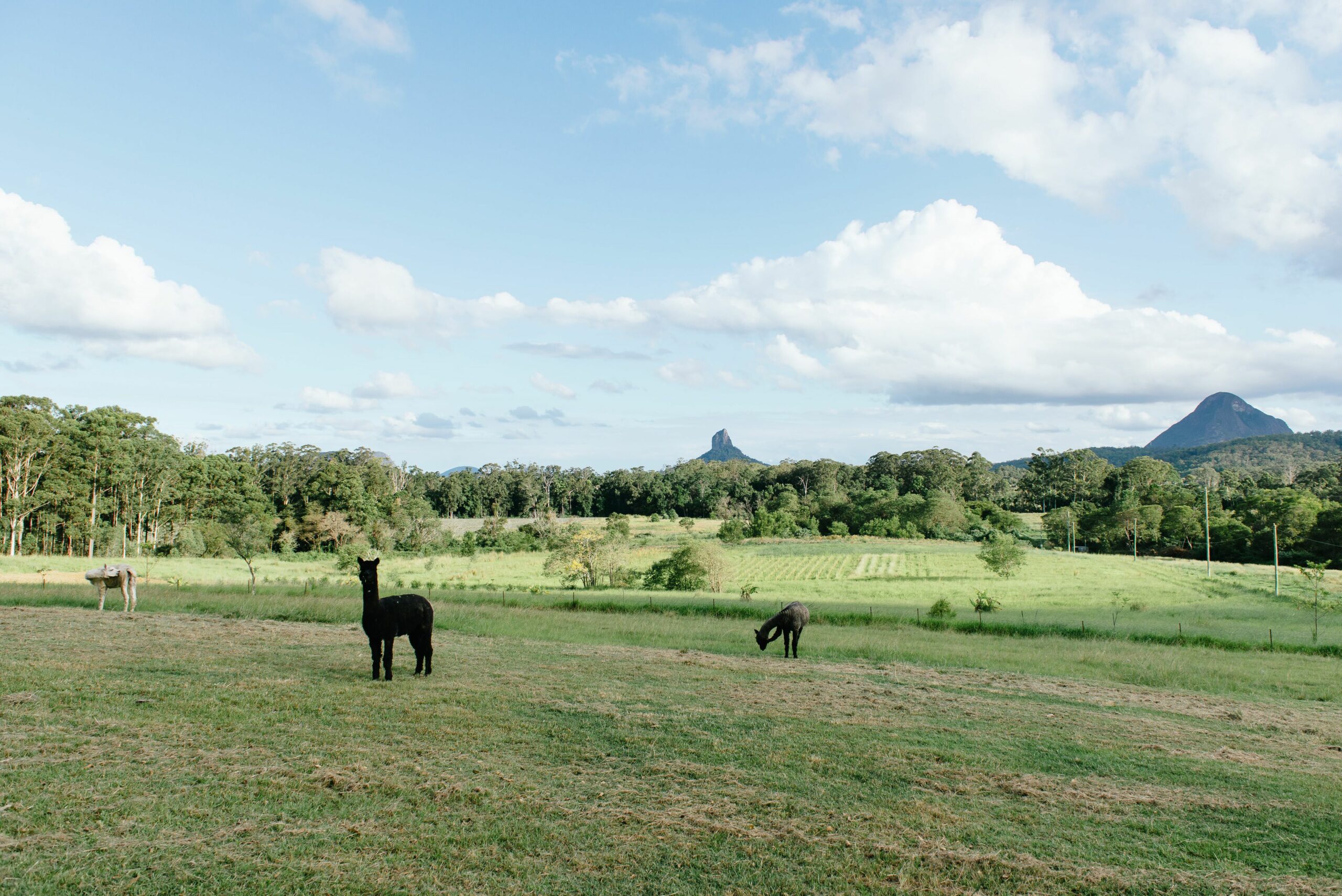 Blackwattle Farm B&B and Farm Stay