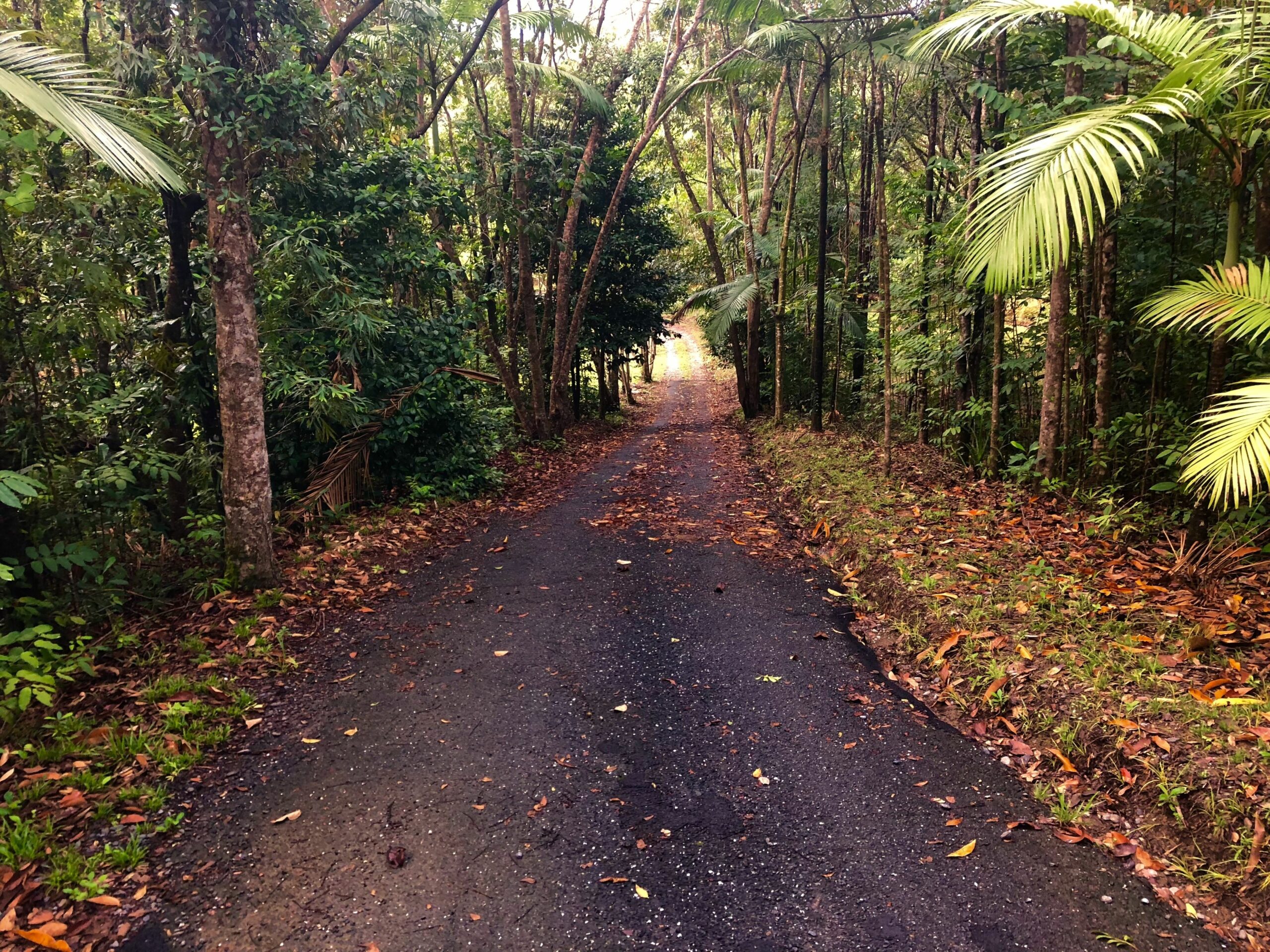 Daintree Manor Bed & Breakfast