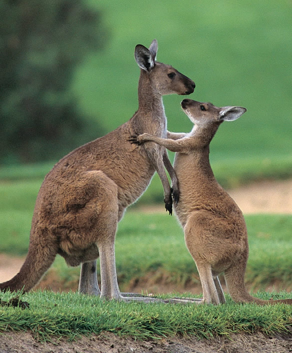 Swan Valley Fruit Orchard & Wildlife Park