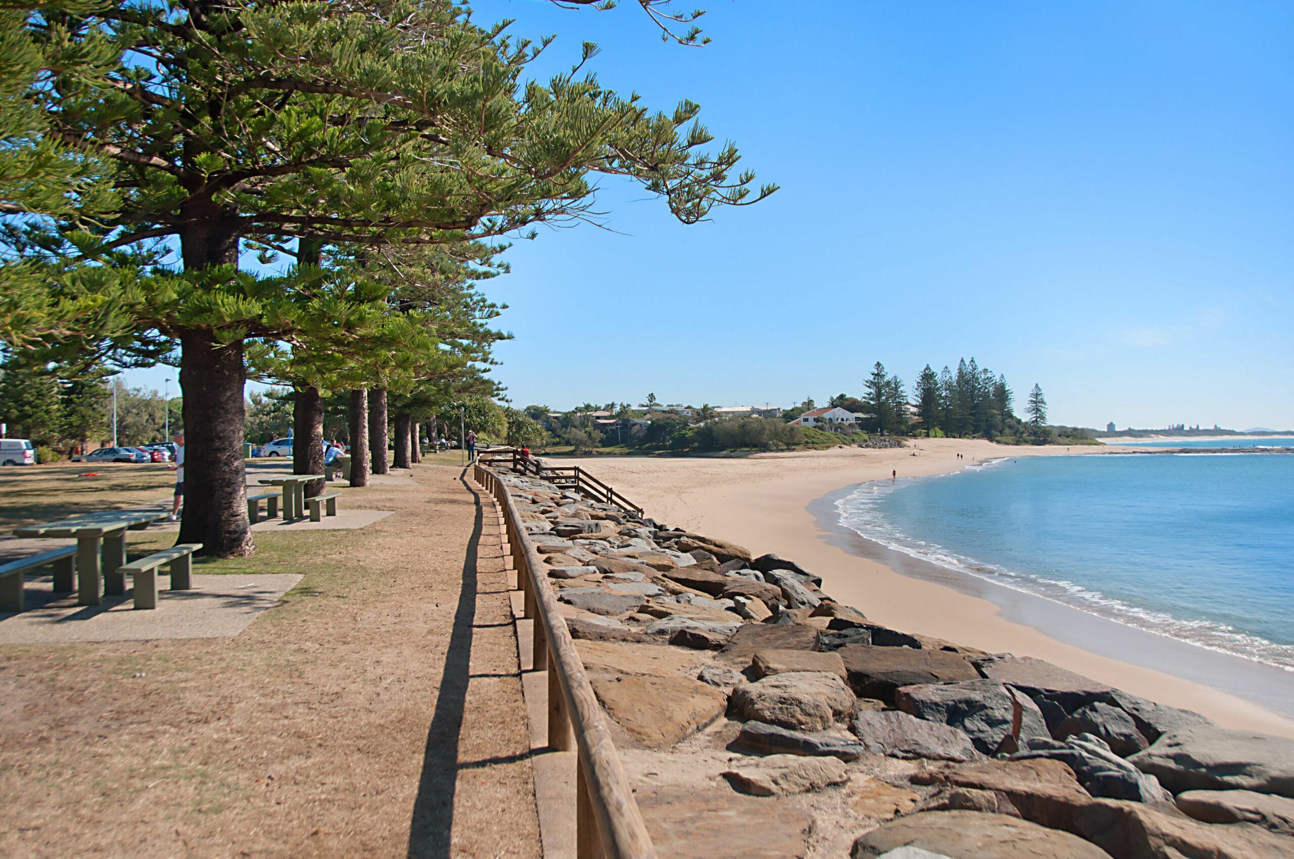 Norfolks on Moffat Beach