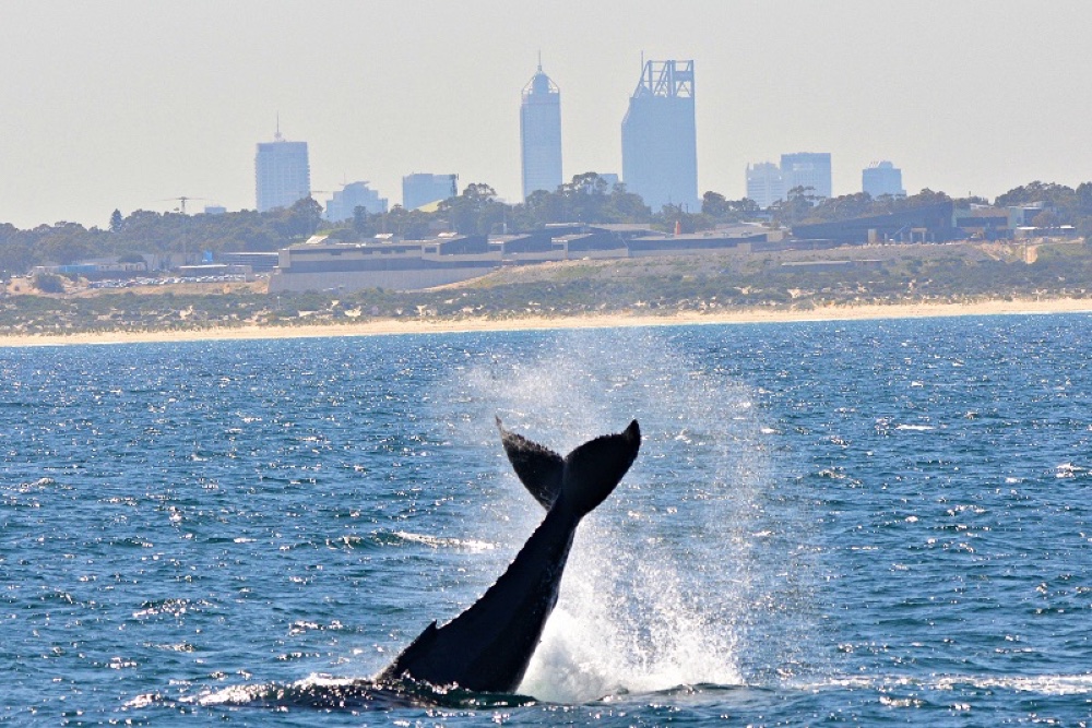 Whale Watch Perth ~ VIP Captains Lounge ~