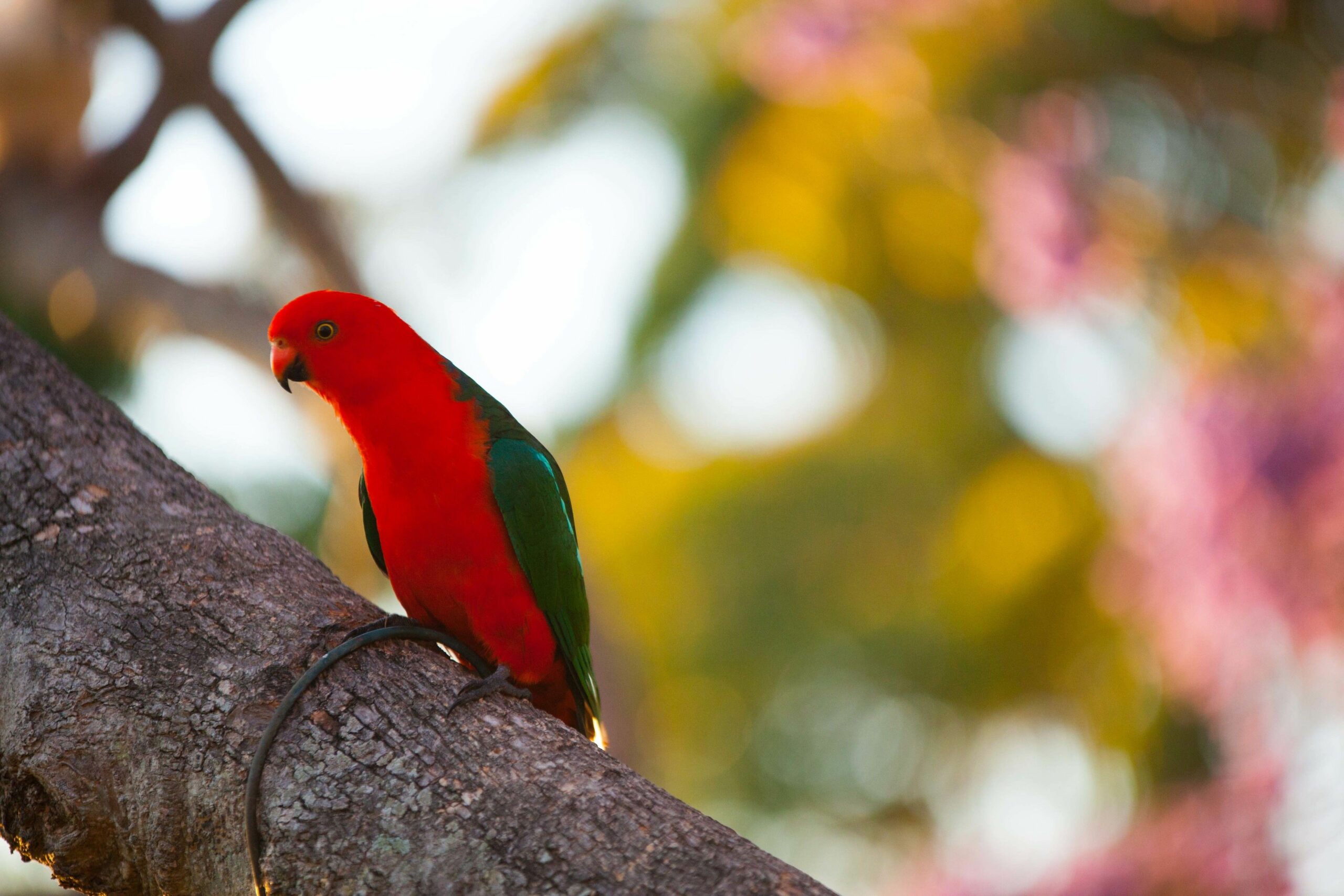 Tamborine Mountain Bed and Breakfast