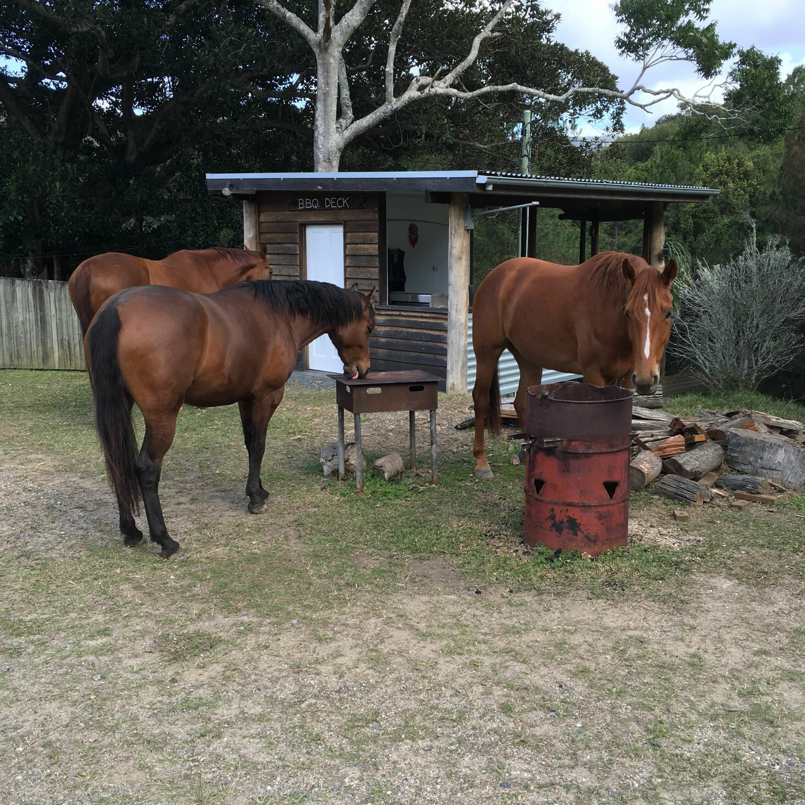 Ingleside Stud Farm