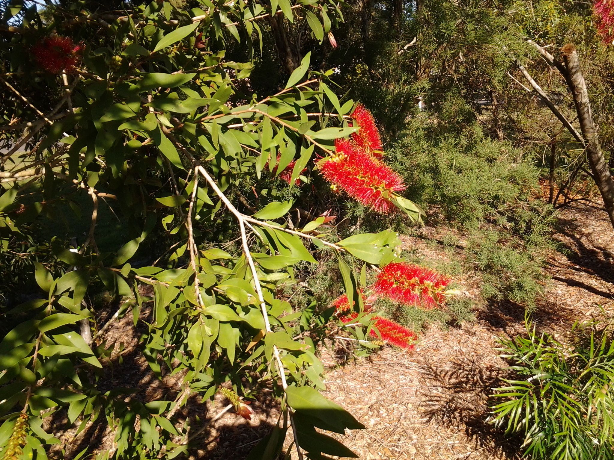 Bottlebrush B&B