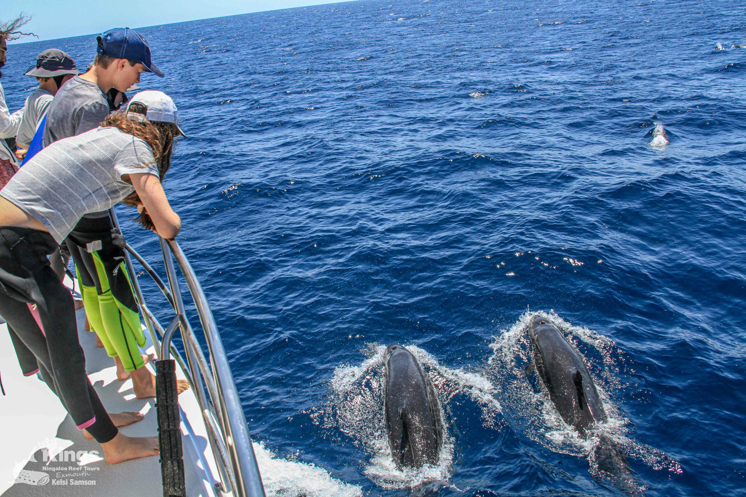 Whale Shark/Humpback/Eco Sea Life Tour (AUG-SEPT)