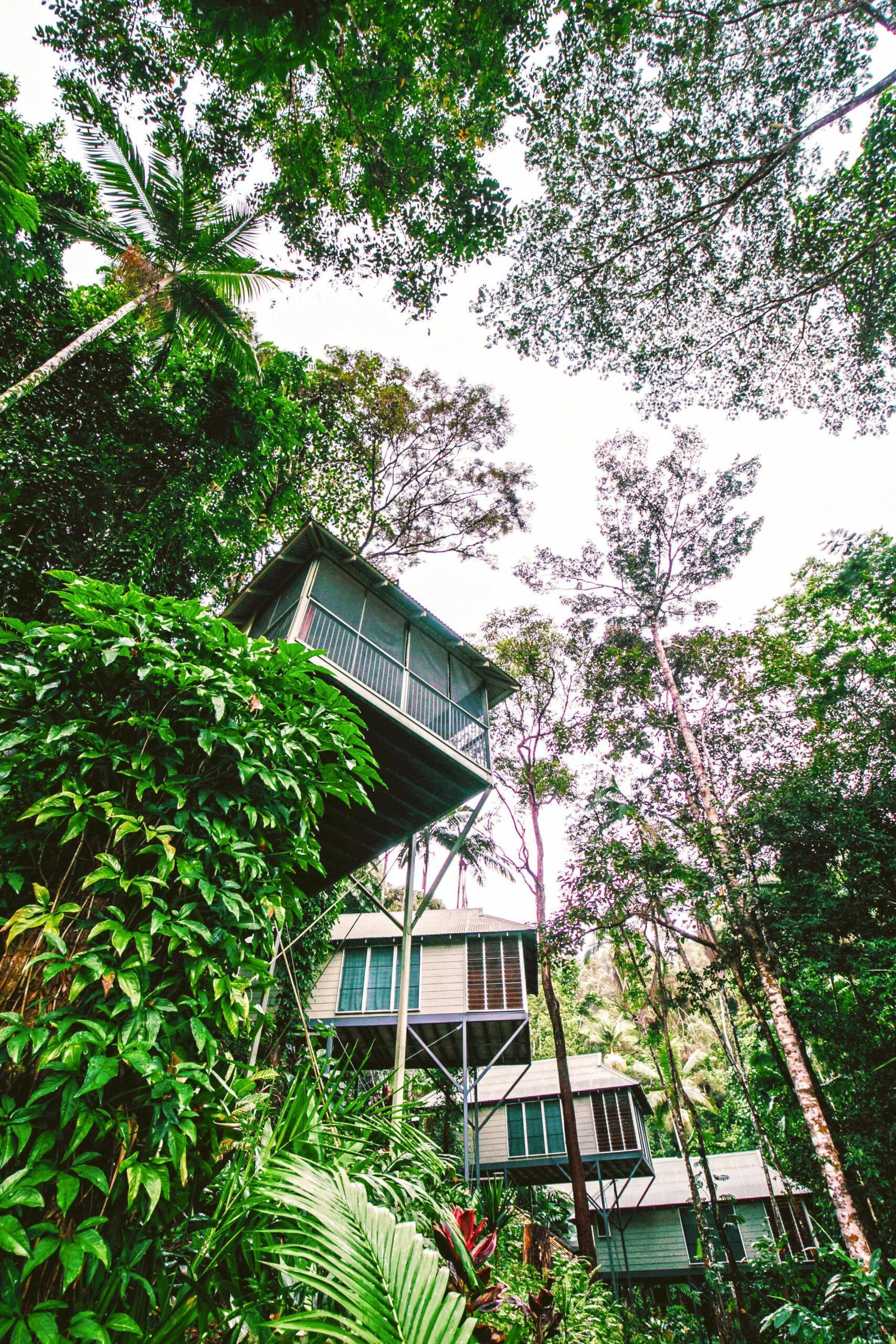 Daintree Ecolodge