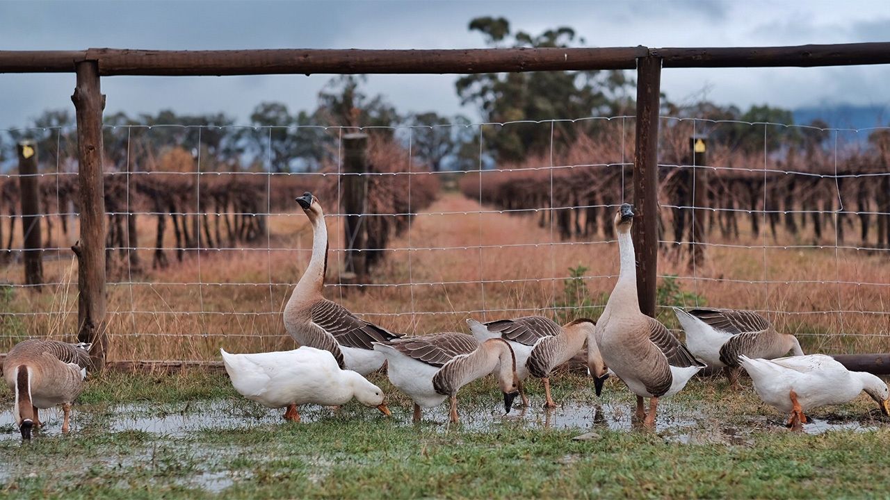 The Farmhouse at Blue Wren Wines