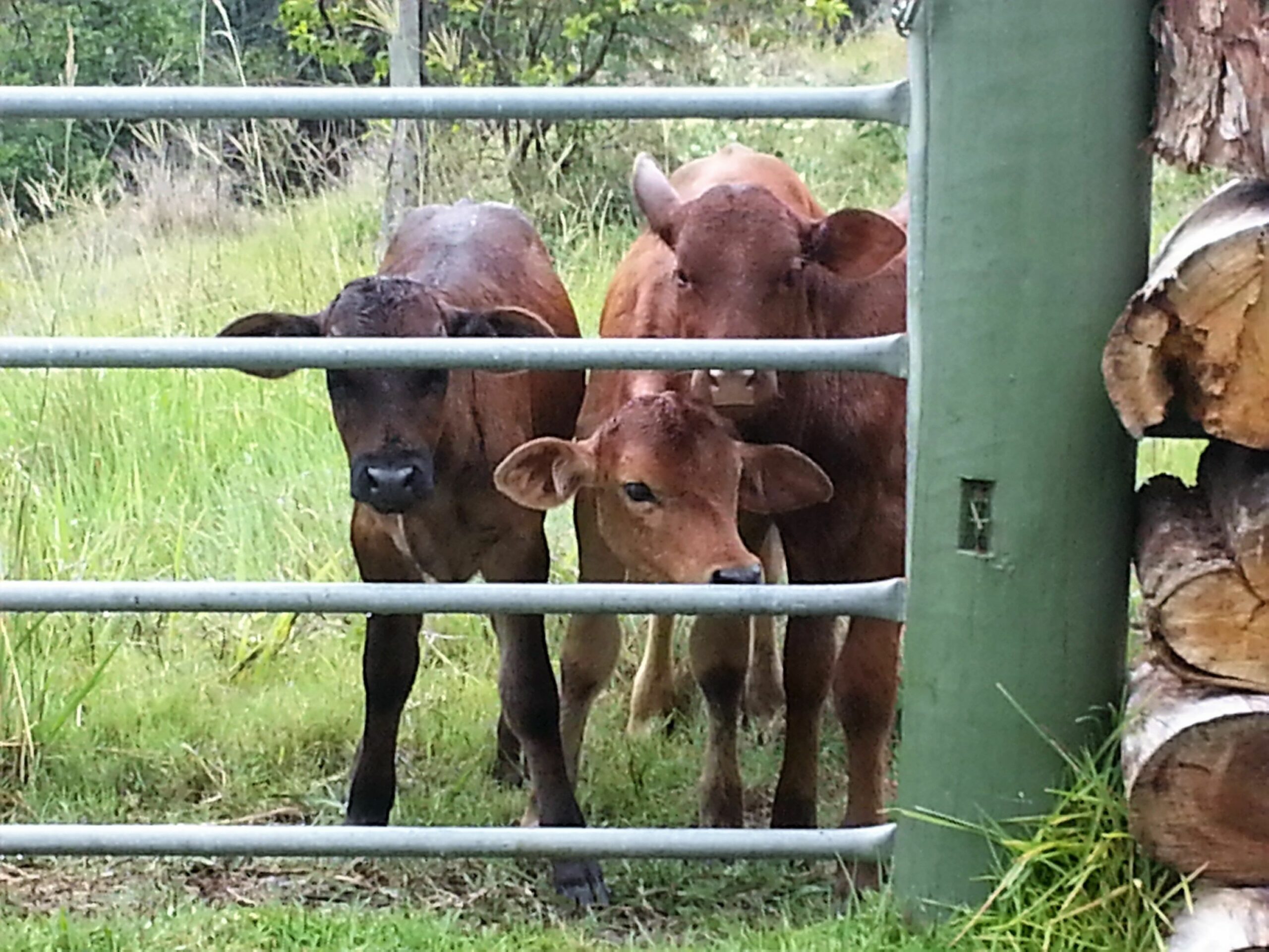 Maleny Coastal Views Retreat