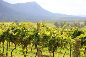 Hunter Valley Wine & Wildlife Tour 1 day