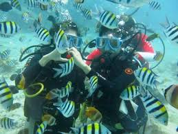 Introductory Dive Sunshine Coast Reefs - Single Dive