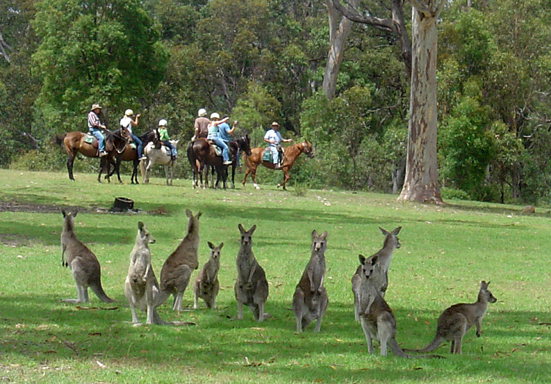 Blue Mountains and Megalong Valley Winery Private Tour from Sydney