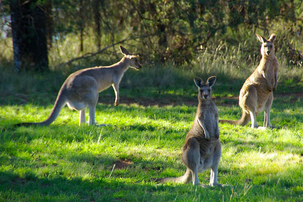 Nocturnal Animal Tour - Meet the Woylies