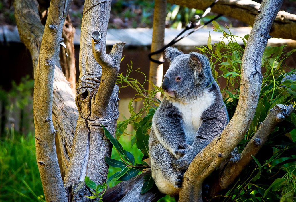 Swan Valley Fruit Orchard & Wildlife Park