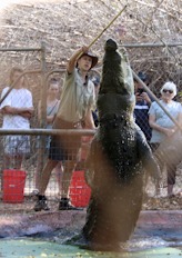 Malcolm Douglas Crocodile Feeding Tour - Entry Fees and Transport Included