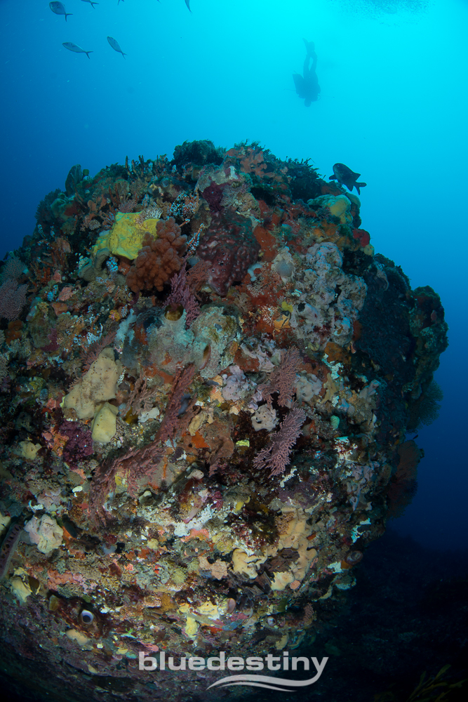 Rottnest Island Deep Dives