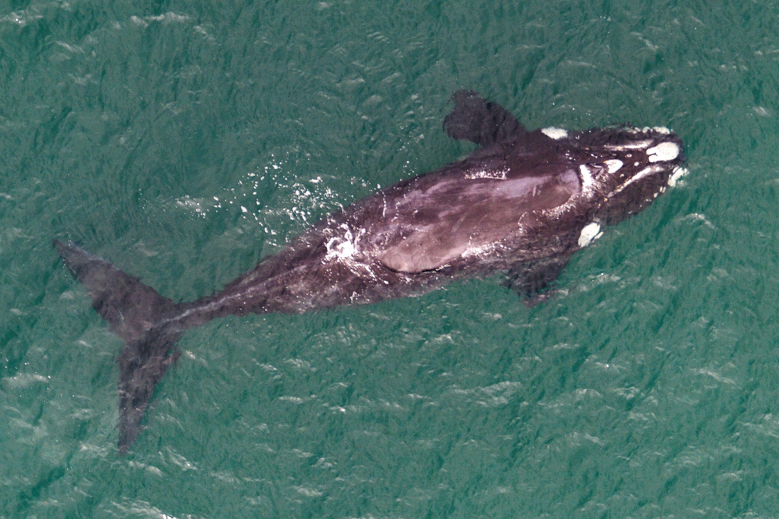 Wineglass and Wildlife - East Coast Tasmania including Maria Island & Wineglass Bay