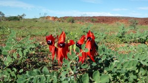 WA Wildflowers Perth to Southern Coast Stirling Ranges Tour 5 days