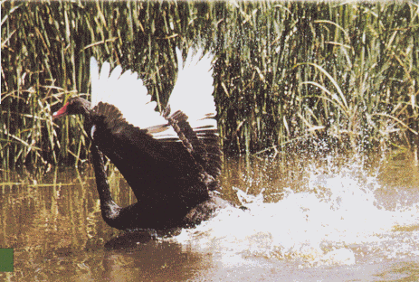 Darling River Run Sydney to Broken Hill Macquarie Marshes Brewarrina Bourke Outback NSW 8 days