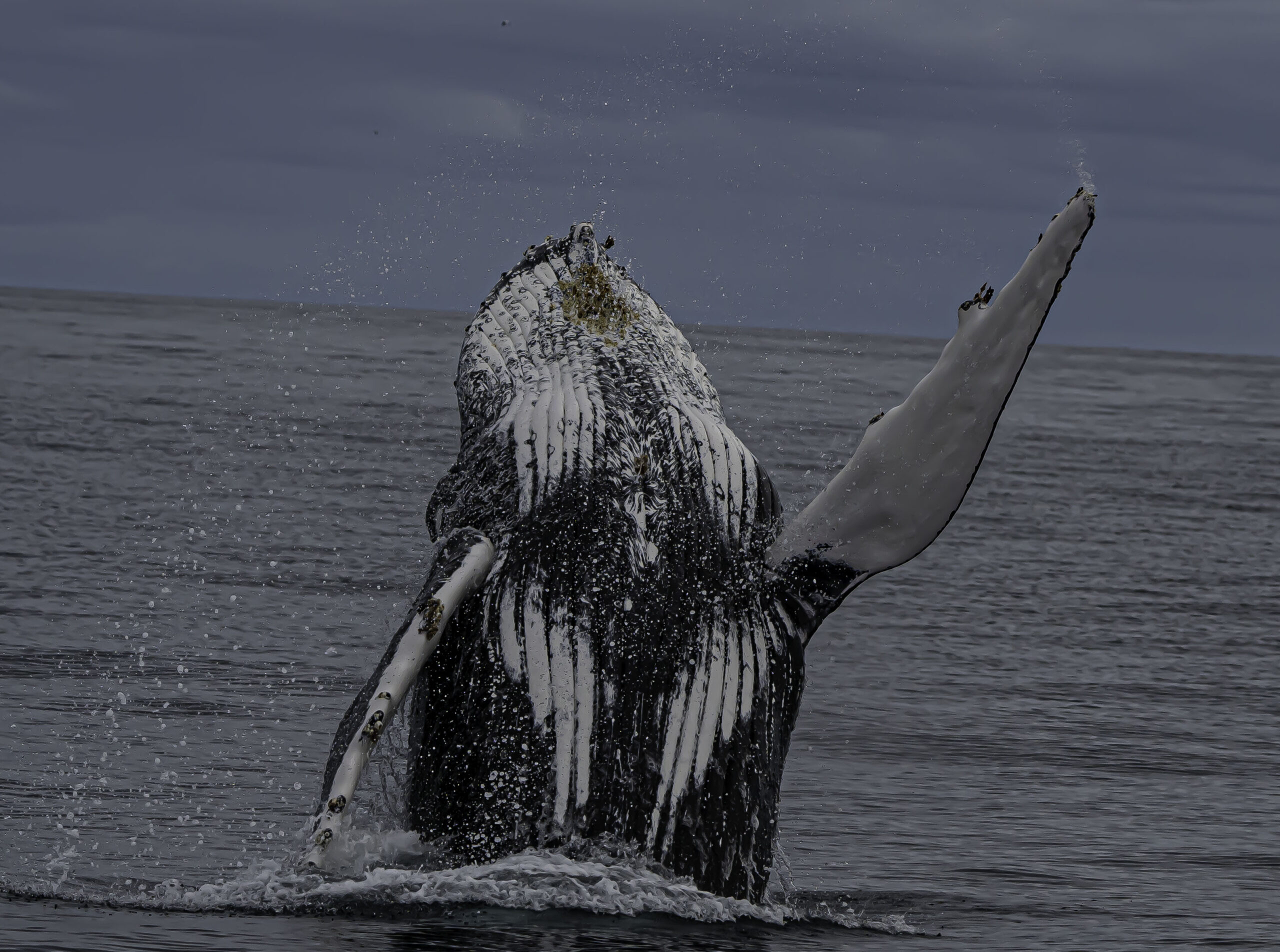 Busselton Whale Watching