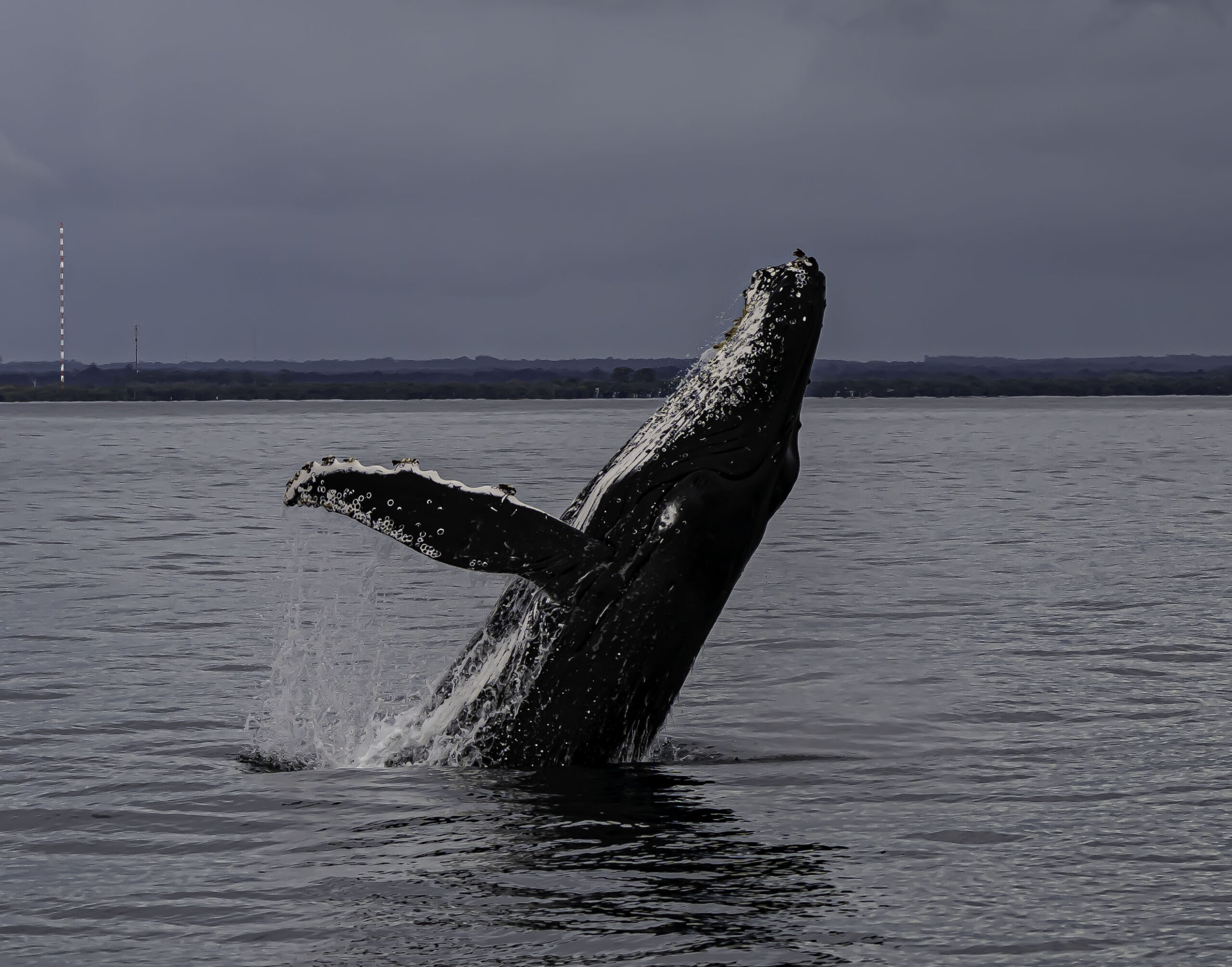 Augusta Whale Watching