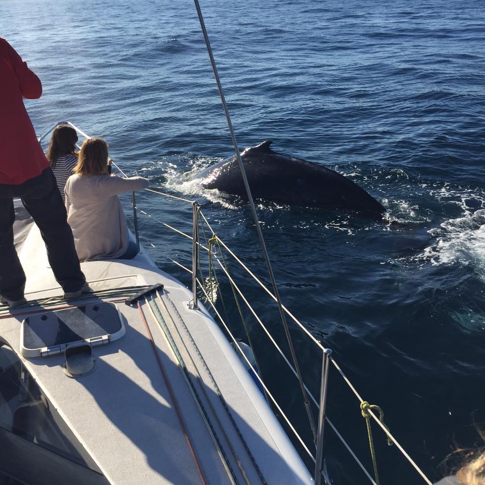 Sydney Dolphin and Whale Watching Experience