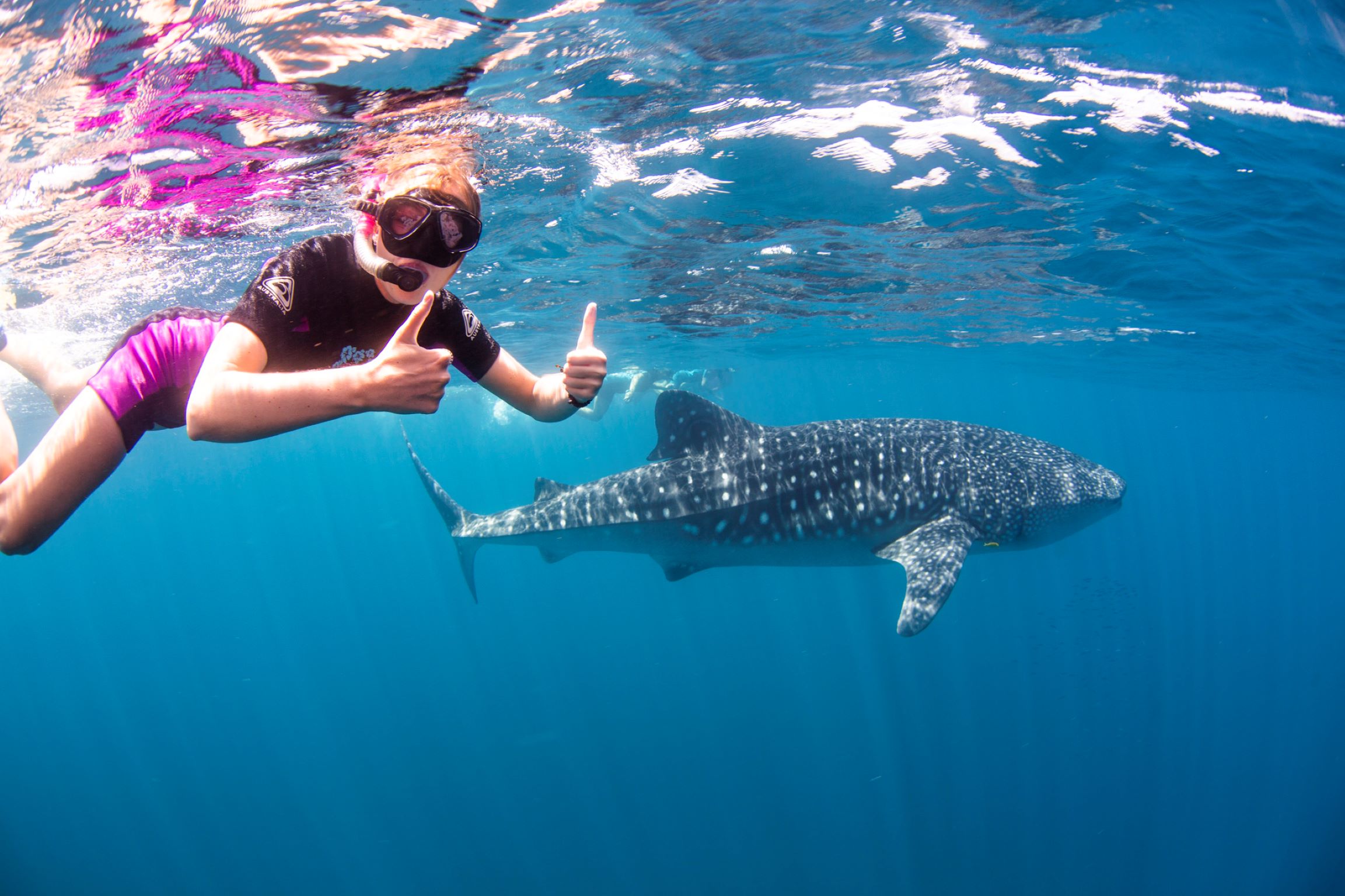Swimming with Whale Sharks  on the Ningaloo – Exmouth WA –  1st March to 31st August – 2023