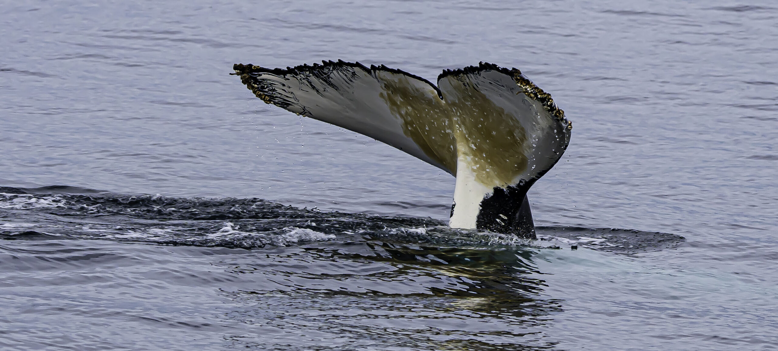 Busselton Whale Watching